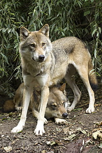 two brown wolves near green leafed plant thumbnail