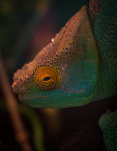 Selective Focus Photography of Chameleon thumbnail