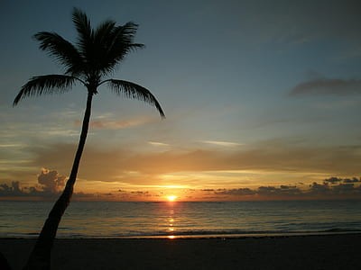 silhouette photography of palm tree near body of water thumbnail