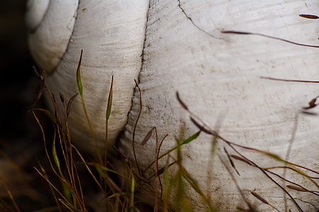 Shell, Macro thumbnail