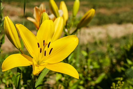 close up photography of yellow Asiatic lily flower thumbnail