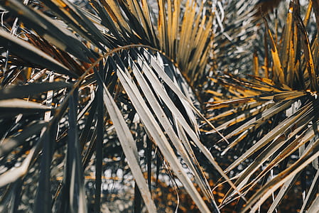shallow focus photography of palm plant thumbnail