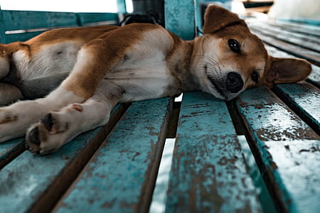adult tan miniature pinscher lying on floor thumbnail