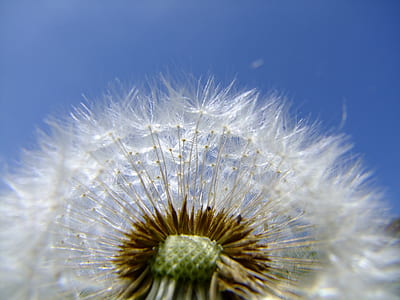 close-up photography of white dandelion flower thumbnail