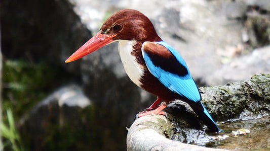 brown, blue, and white bird with long beak thumbnail
