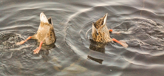 two brown duck in calm body of water thumbnail