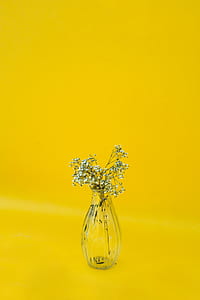 white petaled flowers in clear glass vase with yellow background thumbnail