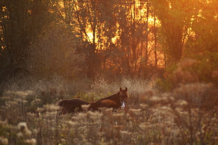 brown horse on grass field thumbnail