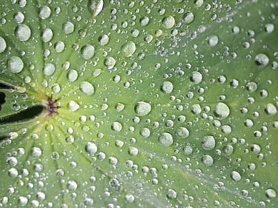 water dew on green leaf thumbnail