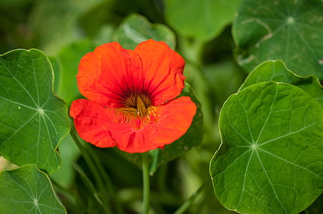 red flower thumbnail