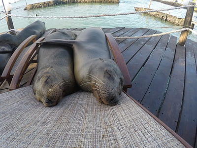two seal lions on lounger thumbnail