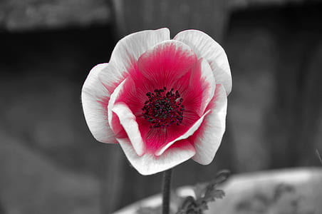 shallow focus photography of white and pink flower thumbnail