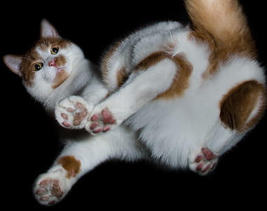 laying brown and white cat thumbnail