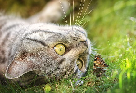 selective focus photography of gray tabby cat beside monarch butterfly thumbnail