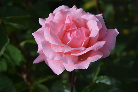 close up photo of pink rose flower thumbnail
