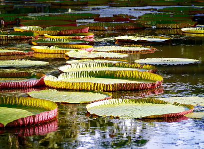 shallow focus photo of lily pads thumbnail