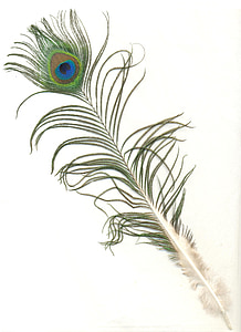 peacock feather with white background thumbnail