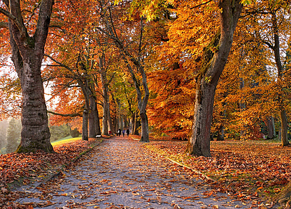 orange leafed trees thumbnail