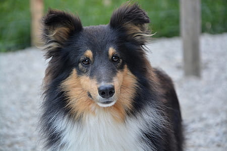 adult black, white, and brown Shetland sheepdog thumbnail