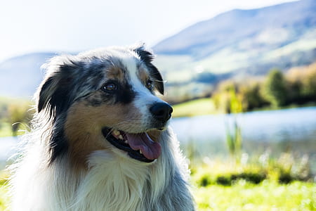 white, brown, and black dog thumbnail