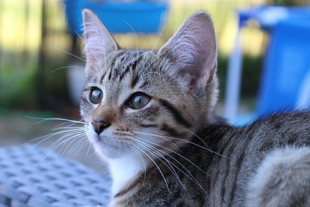 closeup photography of brown tabby cat thumbnail