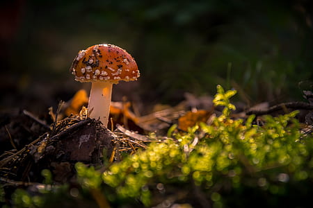 selective focus photography of orange shroom thumbnail