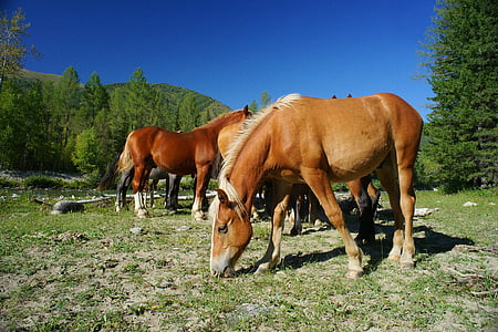 brown horses on field thumbnail