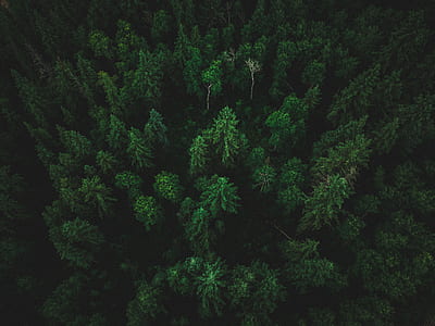 birds eye view of palm trees thumbnail