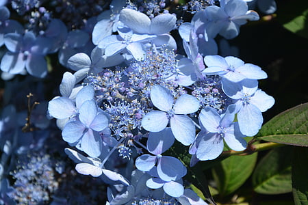 selective focus photography of blue petaled flower thumbnail
