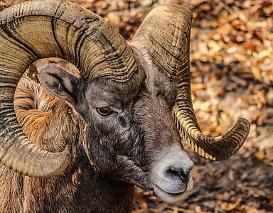 brown horned animal thumbnail