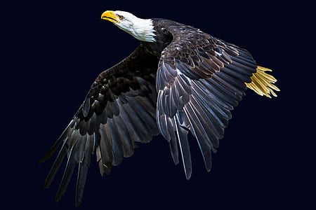 Eagle thumbnail