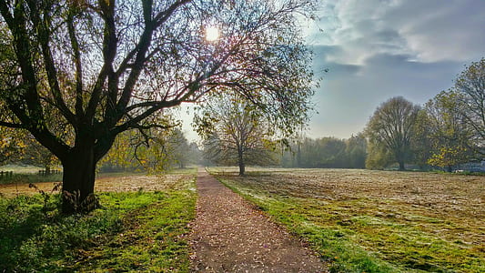green tree near gray road during daytime thumbnail