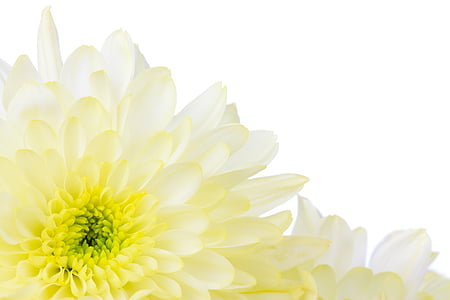 yellow-and-white chrysanthemums in bloom thumbnail