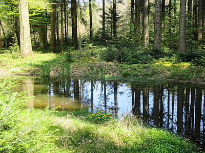 lake surrounded by green plants and trees during daytime thumbnail