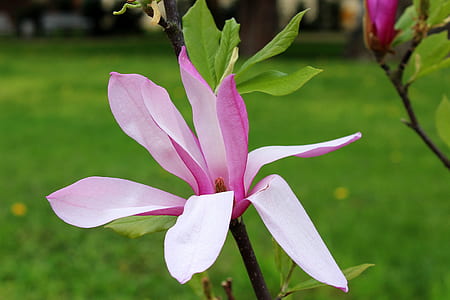 shallow focus photography of pink flower thumbnail