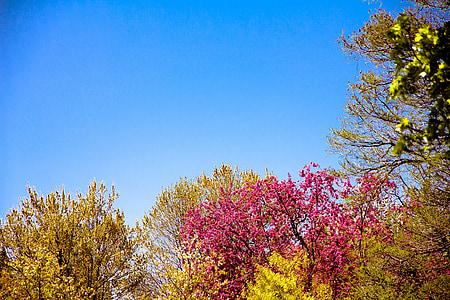 pink leafed tree beside green leafed tree thumbnail
