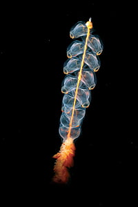 blue and orange deep sea creature thumbnail