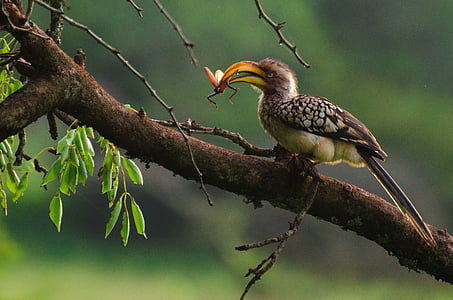 selective focus photography of brown curved-beak bird perched on tree branch preying on winged insect at daytime thumbnail