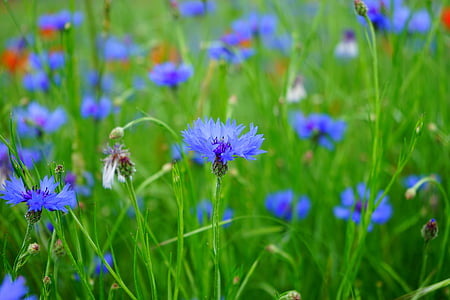 selective focus photograph of blue flower thumbnail