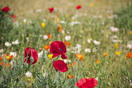 red petaled flower thumbnail