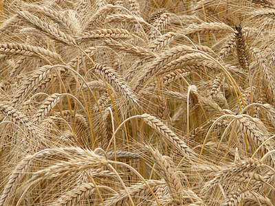 brown wheat field thumbnail