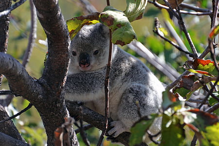 gray koala on tree branch at daytime thumbnail