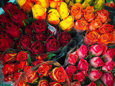 red, orange, yellow, and pink roses thumbnail