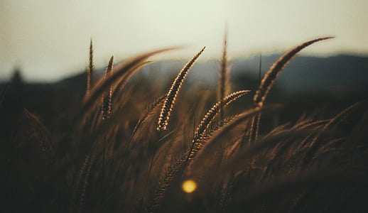 closeup up photography of brown fountain grasses thumbnail