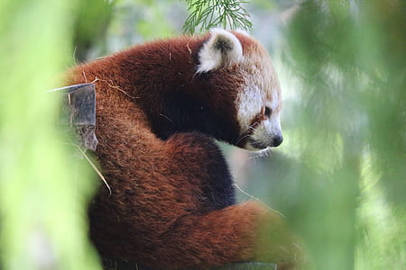 red panda thumbnail