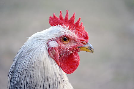 white and red rooster thumbnail