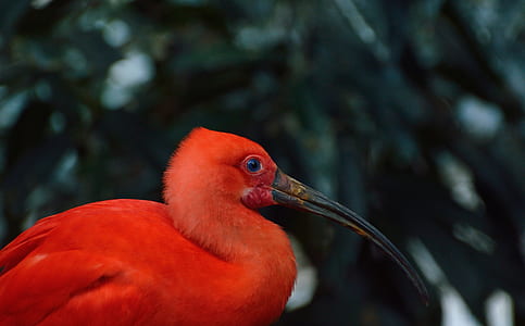 selective focus photography of red bird thumbnail