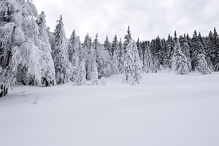 pine trees covered with snow thumbnail