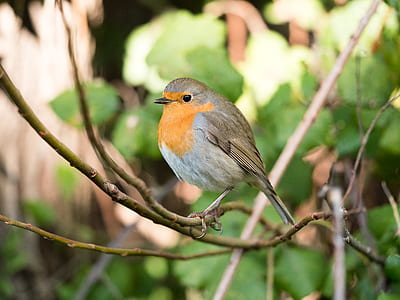 gray and orange bird perching on tree branch thumbnail