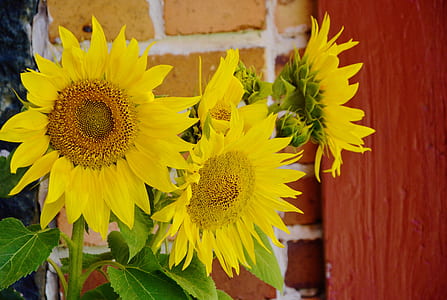 selective focus photo of common sunflower thumbnail